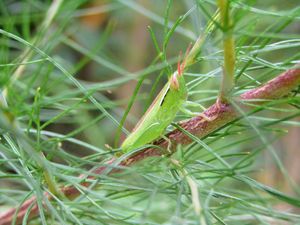 Grasshopper on a limb