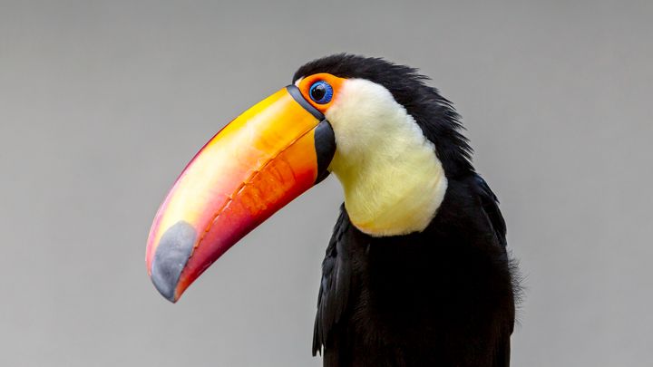 Toucan Bird - Patrick Rolands