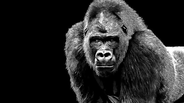 Black and White Gorilla - Patrick Rolands