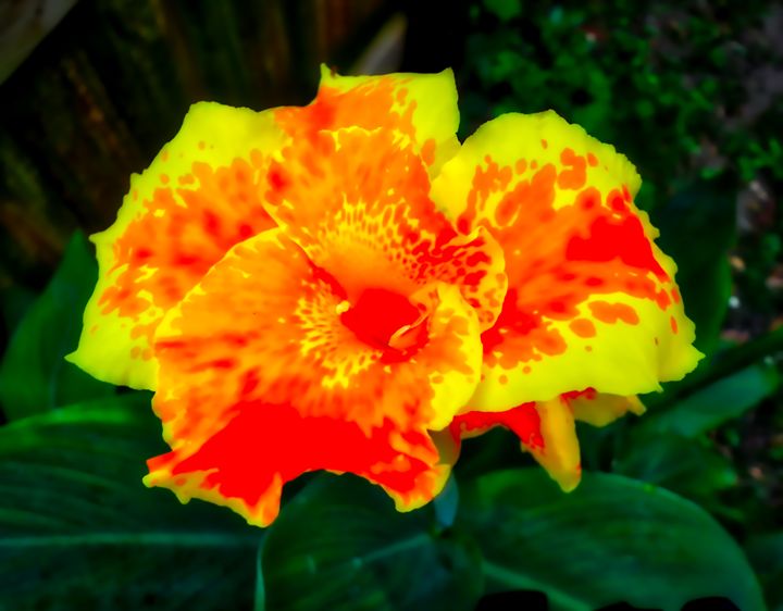 Canna “Thai Sunray” Flower MAE Art Gallery Photography, Flowers