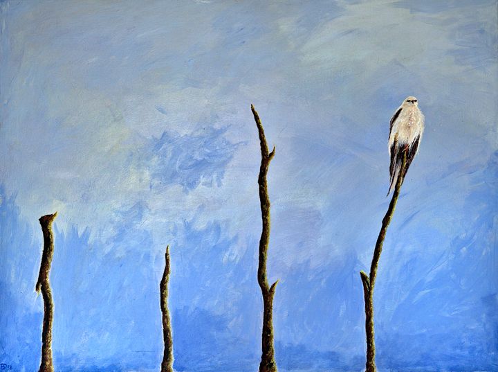 Black Shouldered Kite - Brian Delaney