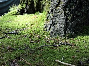Moss at the base of a tree - ESG Art and Photography