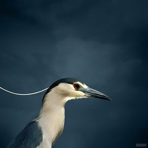 Black Cap Heron