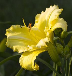 Yellow Daylily in Bright Sunlight