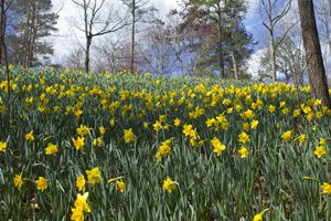 Yellow Daffodils on a Hill