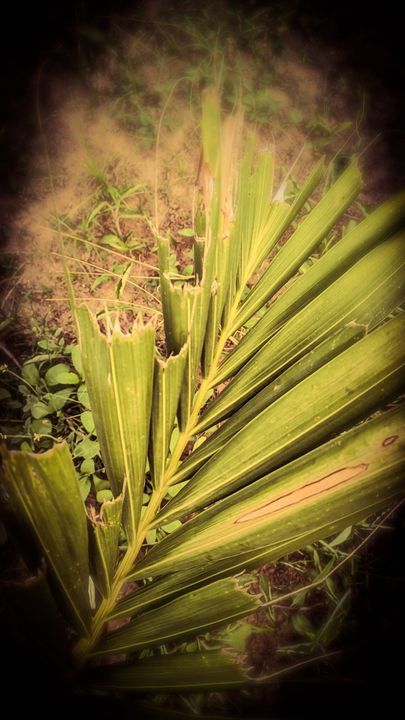 serrated palm leaves - Demha