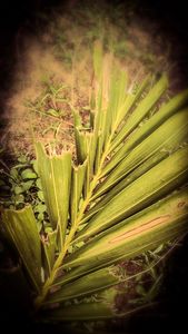 serrated palm leaves