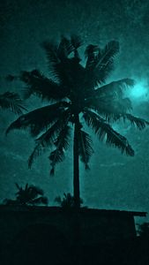 midnight view of the coconut tree