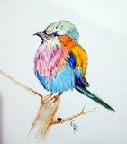 watercolor of rainbow bird