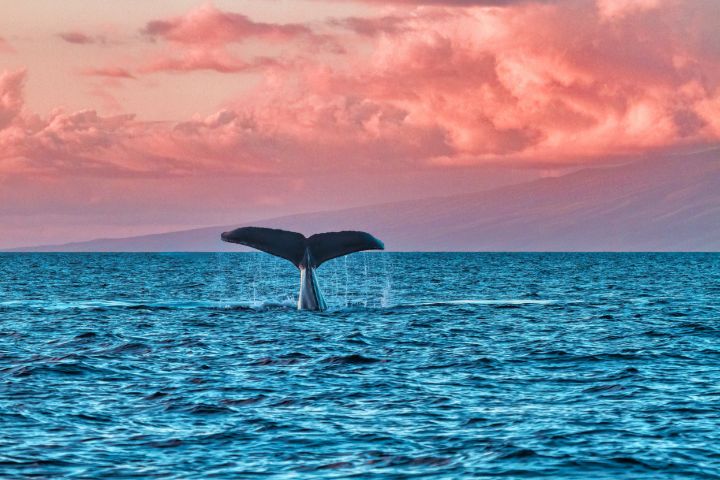 Humpback Whale Tail at Sunset - Photography by Manuel Balesteri