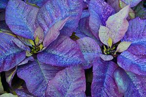 Purple christmas poinsettia