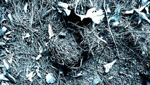abandoned nest - Artsiesfm