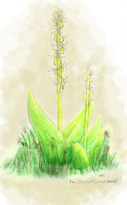 Fen orchid- Liparis loeselii - Maili J McQuaid