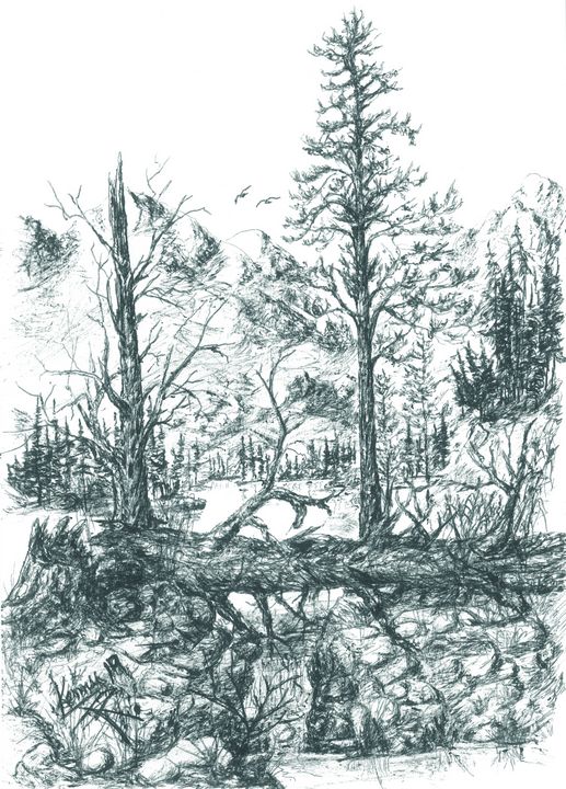 Fallen tree! themontanascribbler Drawings & Illustration