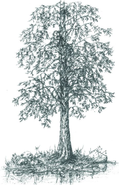 pine tree roots drawing