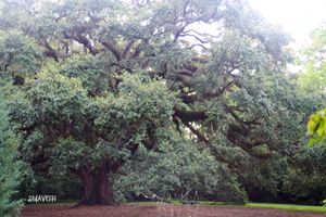 Hidden Tree