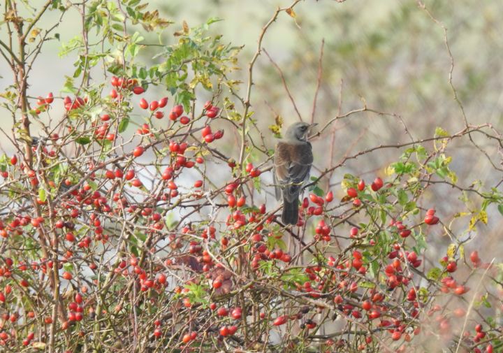 Fieldfare and rosehips JoanRosiePhotos Photography, Animals, Birds, & Fish, Birds, Thrush
