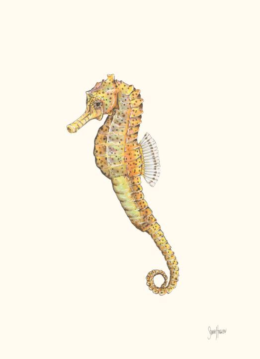 sea horse drawing easy - Clip Art Library