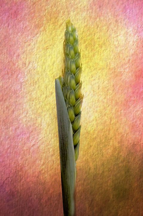 Still Life Grass Seeds - Brian Raggatt