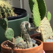 Western Art 🌵