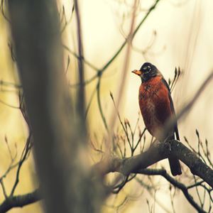 Robin in the Fall
