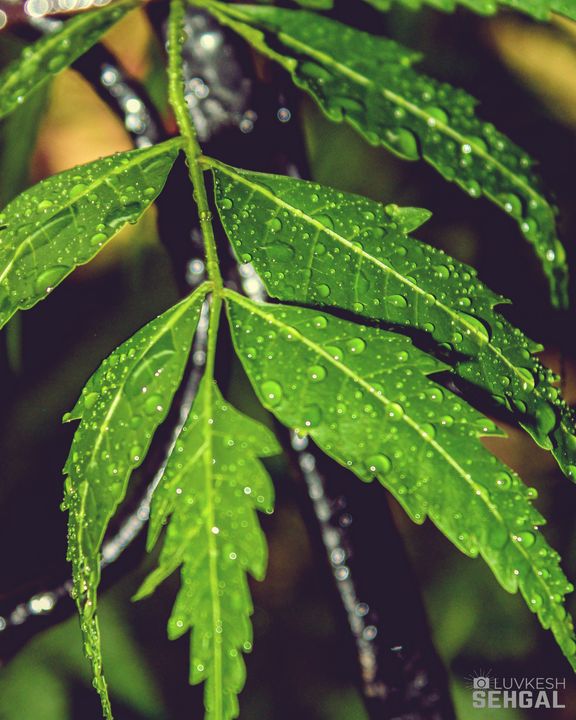 Leaves - Rainwater and Light - Artsy Lens