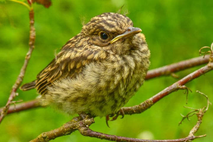 Disheveled young thrush bird - yarvin13 - Photography, Animals, Birds ...