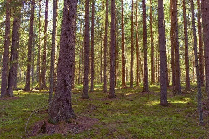 Fir forest spring freshness - yarvin13 - Photography, Landscapes ...