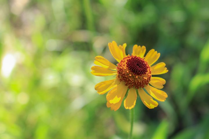 Yellow Aster Wildflower - TWT Photography