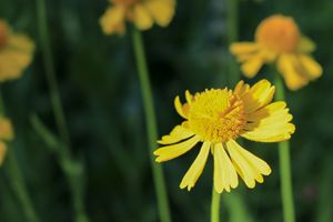 Yellow Aster Wildflower