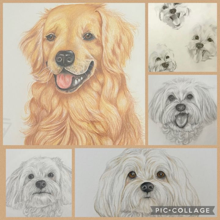 Collage of sample dog portraits - Williscroft Fine Art - Drawings ...