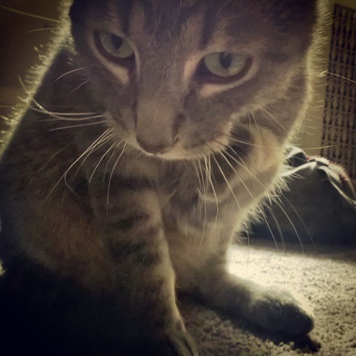 My Three Legged Cat (Gimpy) - Alex Ao