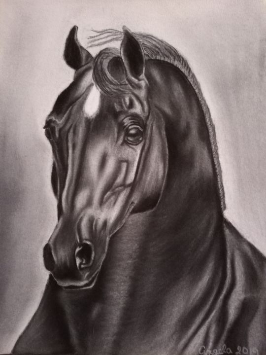 Arabian horse art original pen & ink horse drawing | Flickr