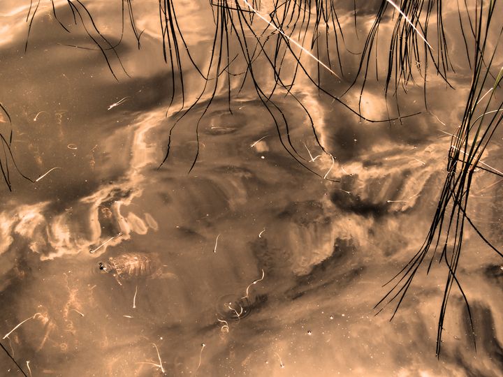 Golden Pond - francine mabie