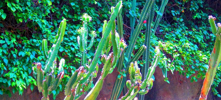 Cactus - francine mabie