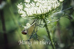 Hang In There - Sharon McConnell
