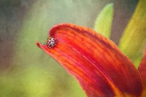 Ladybug On Orang Lily