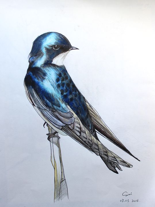 Blue Bird - Pen N Pencil