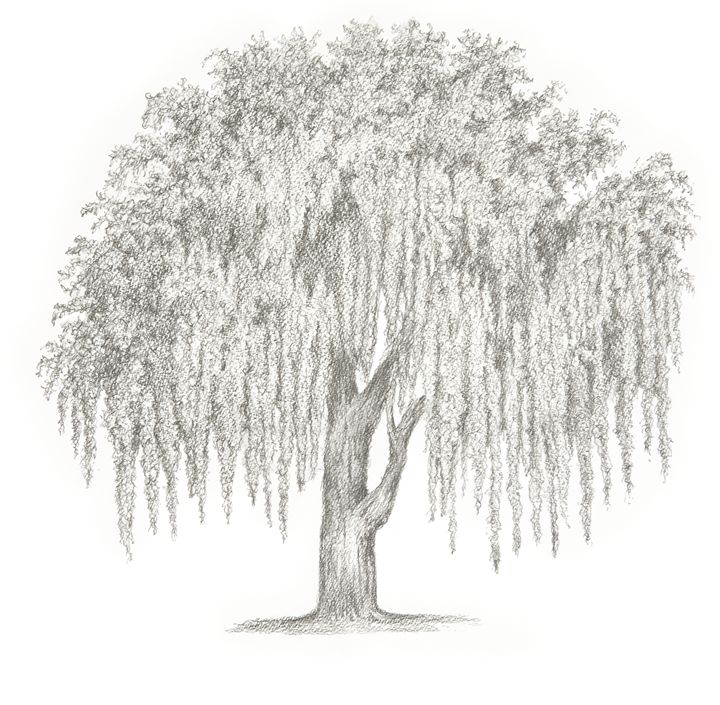 Weeping Willow Tammy LiuHaller Drawings & Illustration, Flowers
