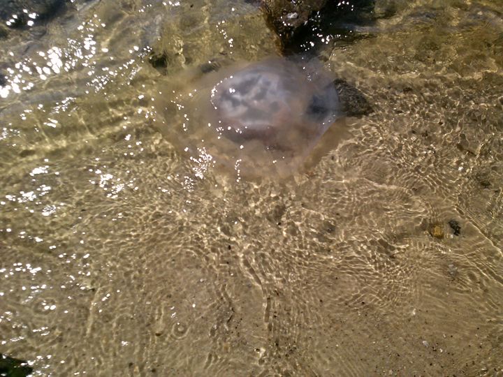 Jelly fish - horse shoe crab