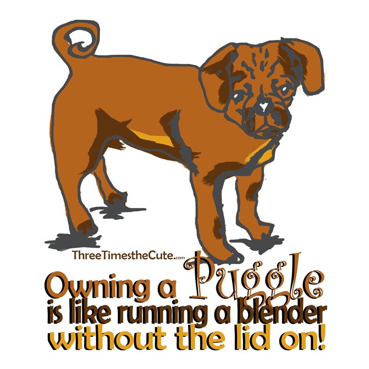 Owning a Puggle - shellyQ photography & art