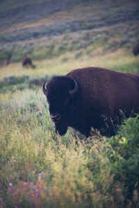 Yellowstone National Park - Bison