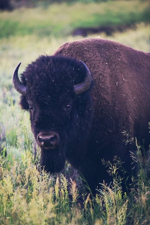 Yellowstone National Park - Bison - shellyQ photography & art
