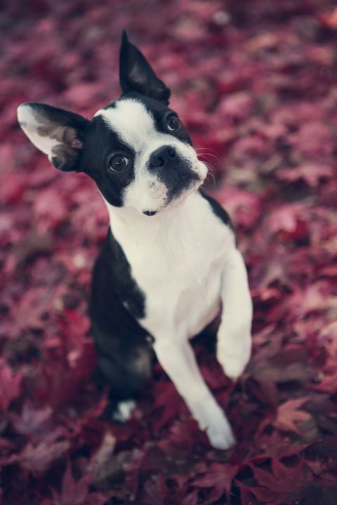 Boston Terrier in Fall Leaves - shellyQ photography & art