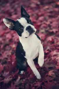 Boston Terrier in Fall Leaves