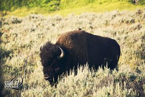 Yellowstone - Hitching a ride