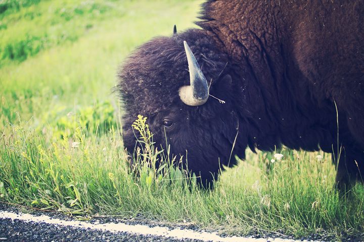 Yellowstone National Park - Bison - shellyQ photography & art