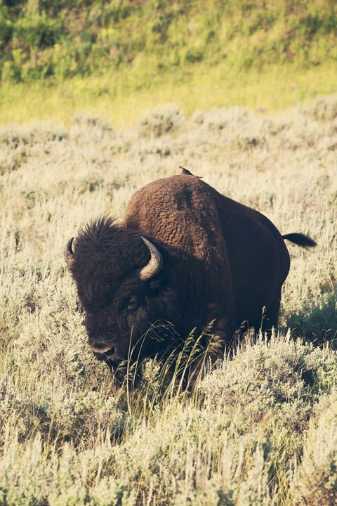 Yellowstone - Hitching a ride - shellyQ photography & art