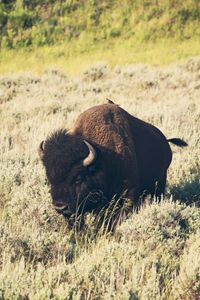 Yellowstone - Hitching a ride