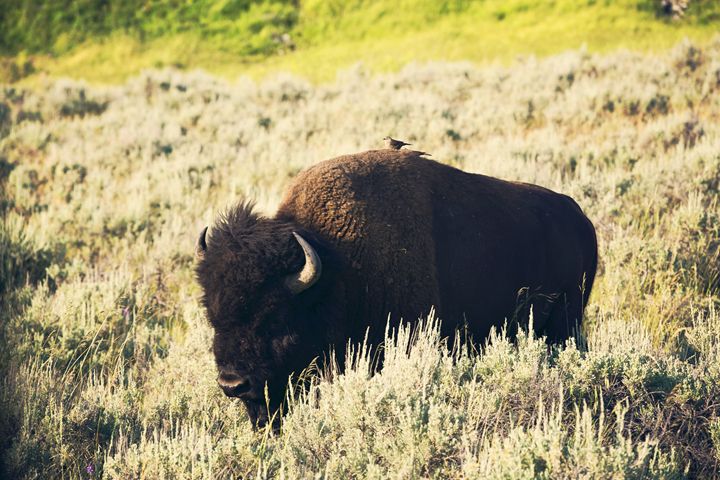 Yellowstone - Hitching a ride - shellyQ photography & art